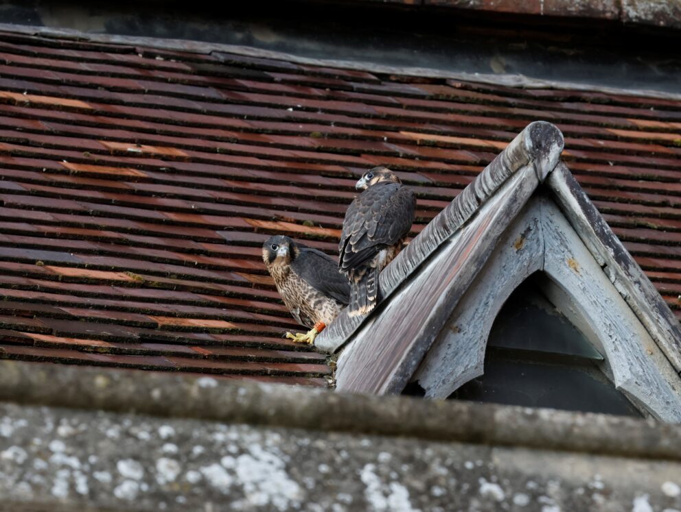 Peregrine Falcons on a cathedral roof