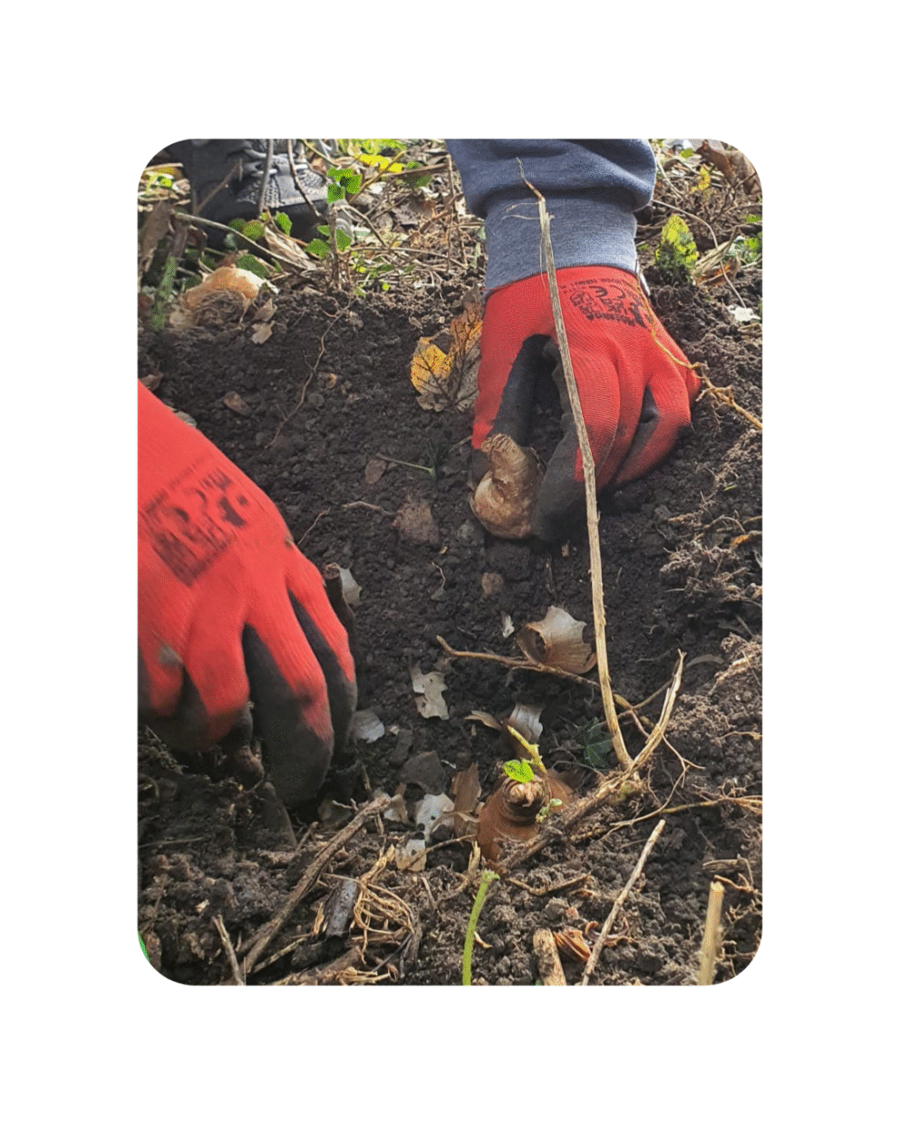 Planting at a community garden