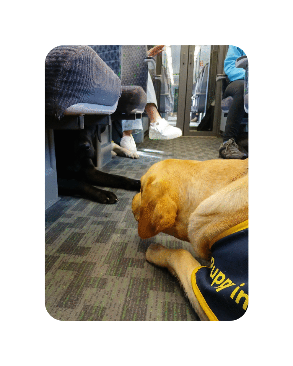 Guide dog puppies in training on the Abbey Line train
