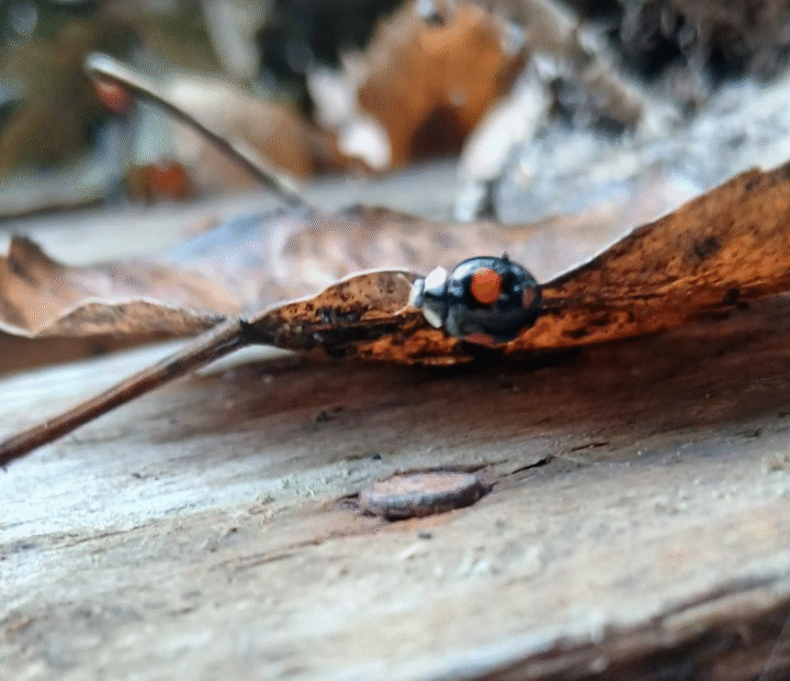 Ladybird