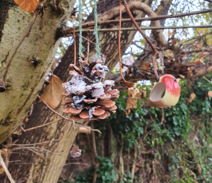 Bird feeders hanging on a tree